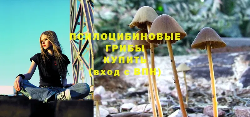 Псилоцибиновые грибы Magic Shrooms  купить   Клин 